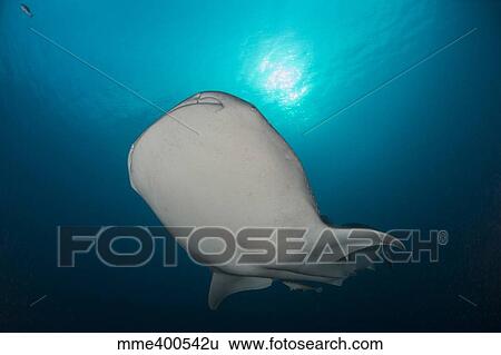 Large whale shark swimming near the surface with sunlight above. View Large Photo Image Stock Photograph - Large whale shark swimming near the surface with sunlight above.. Fotosearch