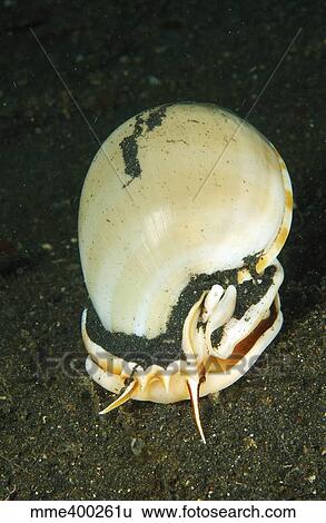 Stock Photograph - Large white seashell hunting on black sand at night, North Sulawesi.. Fotosearch