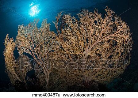 Large yellow brown gorgonian sea fan profiled against sunburst. View Large Photo Image Stock Photograph - Large yellow brown gorgonian sea fan profiled against sunburst.. Fotosearch