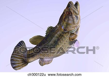 Largemouth Bass View Large Illustration Stock Illustration - Largemouth Bass. Fotosearch
