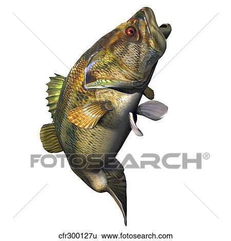 Largemouth Bass View Large Illustration Stock Illustration - Largemouth Bass. Fotosearch
