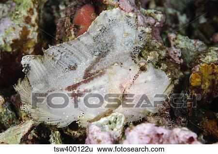 Leaf Scorpionfish, Indonesia. View Large Photo Image Stock Photograph - Leaf Scorpionfish, Indonesia.. Fotosearch