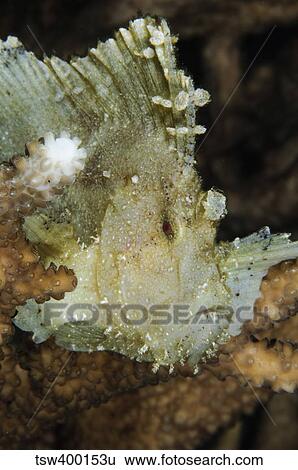 Leaf Scorpionfish, Indonesia. View Large Photo Image Stock Photograph - Leaf Scorpionfish, Indonesia.. Fotosearch