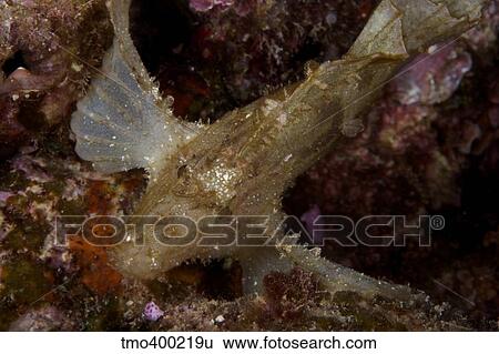 Leaf Scorpionfish stretching its pectoral fins to support itself on the reef, Fiji. View Large Photo Image Stock Photograph - Leaf Scorpionfish stretching its pectoral fins to support itself on the reef, Fiji.. Fotosearch