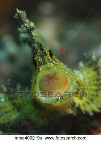 Leaf scorpionfish with open mouth, North Sulawesi, Indonesia. View Large Photo Image Stock Photograph - Leaf scorpionfish with open mouth, North Sulawesi, Indonesia.. Fotosearch