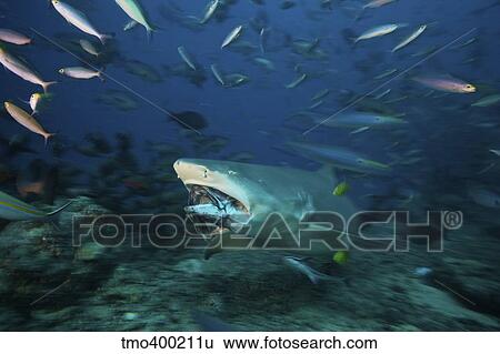 Lemon Shark chomps down on a large tuna head, Fiji. View Large Photo Image Stock Photograph - Lemon Shark chomps down on a large tuna head, Fiji.. Fotosearch