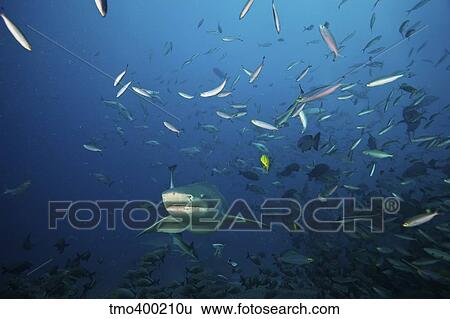 Lemon Shark swims through a school of reef fish, Fiji. View Large Photo Image Stock Photograph - Lemon Shark swims through a school of reef fish, Fiji.. Fotosearch