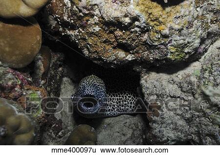 Leopard moray eel with mouth open in a hole, Australia. View Large Photo Image Stock Photograph - Leopard moray eel with mouth open in a hole, Australia.. Fotosearch