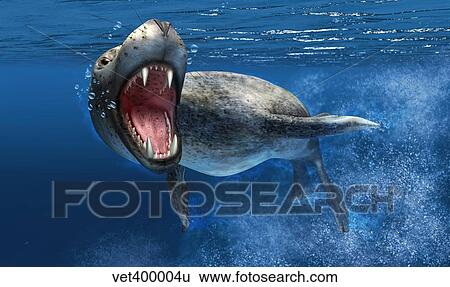 Stock Illustration - Leopard seal swimming underwater showing its sharp teeth.. Fotosearch