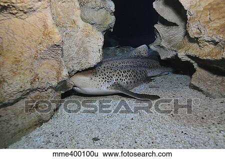 Leopard Shark, Blue Zoo Aquarium, Beijing, China. View Large Photo Image Stock Photograph - Leopard Shark, Blue Zoo Aquarium, Beijing, China.. Fotosearch