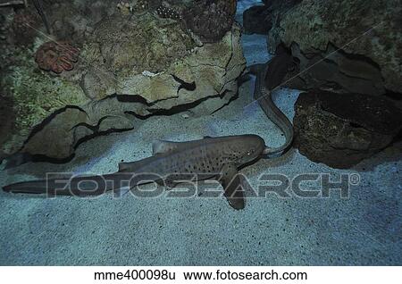 Stock Photograph - Leopard Shark Courting, Blue Zoo Aquarium, Beijing, China.. Fotosearch