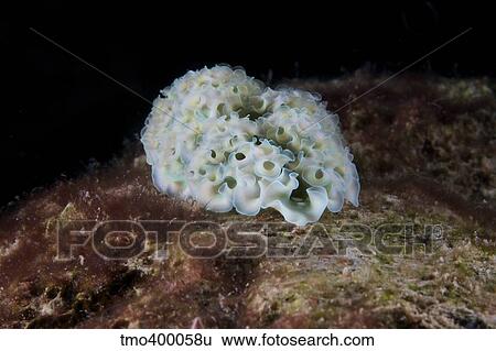 Stock Photograph - Lettuce Sea Slug, Bonaire, Caribbean Netherlands.. Fotosearch