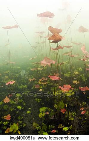 Stock Photograph - Lily pads underwater in cenote in Mexico.. Fotosearch