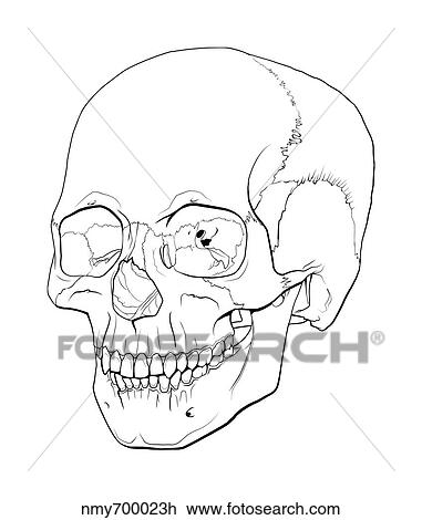 Line illustration of a human skull. View Large Illustration Drawing - Line illustration of a human skull.. Fotosearch