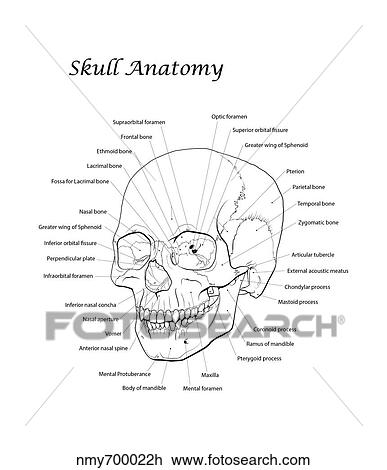Drawing - Line illustration of a human skull with labels.. Fotosearch