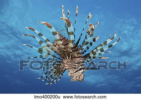 Lionfish displays its poisonous spines, Fiji. View Large Photo Image Stock Photograph - Lionfish displays its poisonous spines, Fiji.. Fotosearch