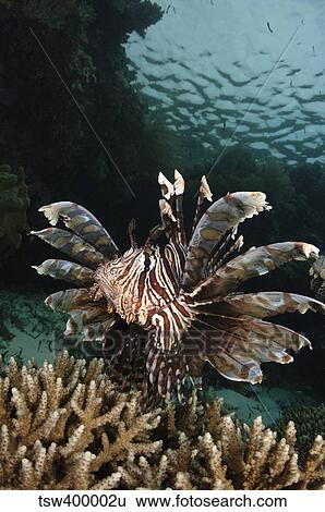 Lionfish, Indonesia. View Large Photo Image Stock Photograph - Lionfish, Indonesia.. Fotosearch