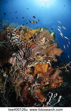 Lionfish, Indonesia. View Large Photo Image Stock Photograph - Lionfish, Indonesia.. Fotosearch