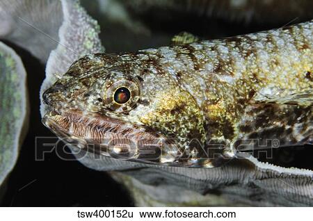 Stock Photograph - Lizardfish, Indonesia.. Fotosearch