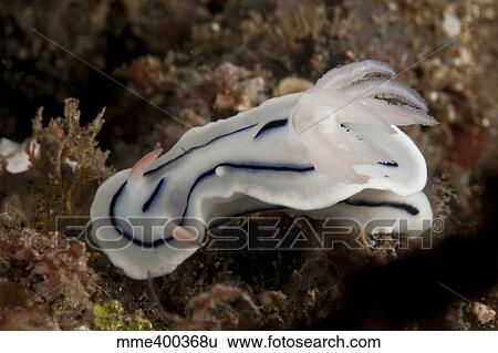 Stock Photograph - Loch's Chromodoris nudibranch, North Sulawesi.. Fotosearch