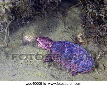 Loggerhead Musk Turtle View Large Photo Image Stock Photograph - Loggerhead Musk Turtle. Fotosearch
