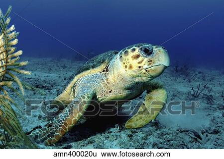 Loggerhead sea turtle, Nassau, The Bahamas. View Large Photo Image Stock Photograph - Loggerhead sea turtle, Nassau, The Bahamas.. Fotosearch