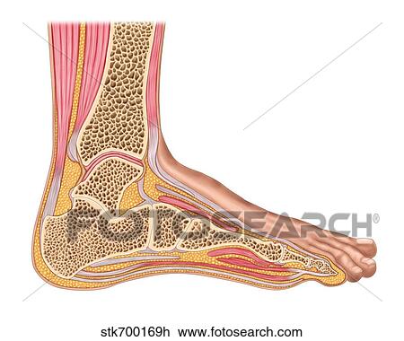 Drawing - Longitudinal section of human foot in a sagittal plane.. Fotosearch