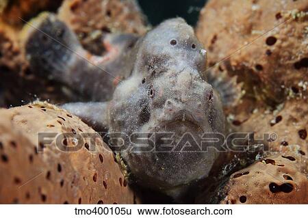 Longlure Frogfish, Bonaire, Caribbean Netherlands. View Large Photo Image Stock Photograph - Longlure Frogfish, Bonaire, Caribbean Netherlands.. Fotosearch