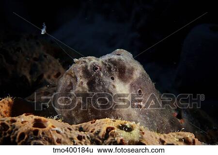 Longlure Frogfish, Bonaire, Caribbean Netherlands. View Large Photo Image Stock Photograph - Longlure Frogfish, Bonaire, Caribbean Netherlands.. Fotosearch