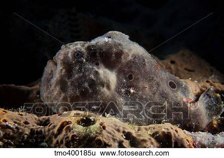 Longlure Frogfish, Bonaire, Caribbean Netherlands. View Large Photo Image Stock Photograph - Longlure Frogfish, Bonaire, Caribbean Netherlands.. Fotosearch