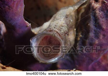Longlure Frogfish yawning, Bonaire, Caribbean Netherlands. View Large Photo Image Stock Photograph - Longlure Frogfish yawning, Bonaire, Caribbean Netherlands.. Fotosearch