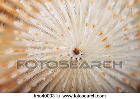 Macro image of a Christmas Tree Worm. View Large Photo Image Stock Photograph - Macro image of a Christmas Tree Worm.. Fotosearch