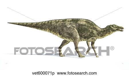 Stock Illustration - Maiasaura dinosaur on white background.. Fotosearch