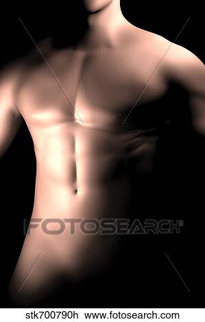 Drawing - Male body, waist up.. Fotosearch