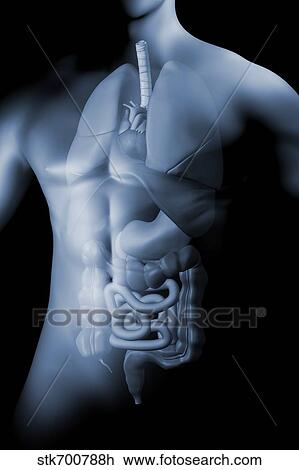 Featured image of post Male Anatomy Drawing Organs