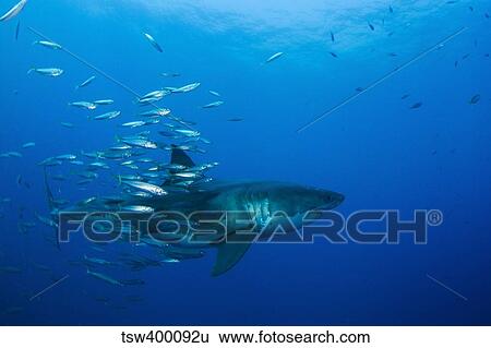 Male great white shark and bait fish, Guadalupe Island, Mexico. View Large Photo Image Stock Photograph - Male great white shark and bait fish, Guadalupe Island, Mexico.. Fotosearch