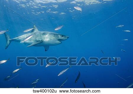Male great white shark and bait fish, Guadalupe Island, Mexico. View Large Photo Image Stock Photograph - Male great white shark and bait fish, Guadalupe Island, Mexico.. Fotosearch