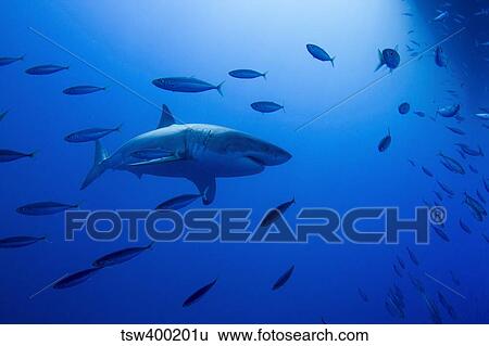 Stock Photograph - Male great white shark and bait fish, Guadalupe Island, Mexico.. Fotosearch