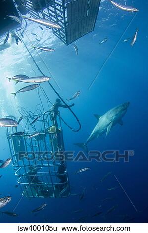 Male great white shark and divers, Guadalupe Island, Mexico. View Large Photo Image Stock Photograph - Male great white shark and divers, Guadalupe Island, Mexico.. Fotosearch