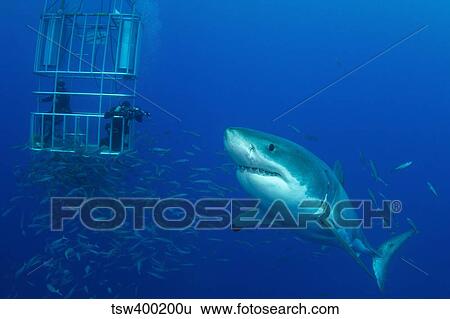 Male great white shark and divers, Guadalupe Island, Mexico. View Large Photo Image Stock Photograph - Male great white shark and divers, Guadalupe Island, Mexico.. Fotosearch