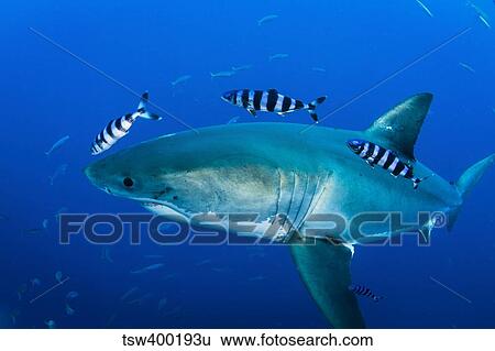 Male great white shark and pilot fish, Guadalupe Island, Mexico. View Large Photo Image Stock Photograph - Male great white shark and pilot fish, Guadalupe Island, Mexico.. Fotosearch