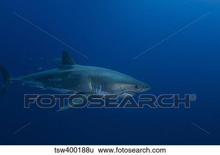 Male great white shark, Guadalupe Island, Mexico. View Large Photo Image Stock Photograph - Male great white shark, Guadalupe Island, Mexico.. Fotosearch