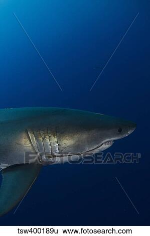 Stock Photograph - Male great white shark, Guadalupe Island, Mexico.. Fotosearch