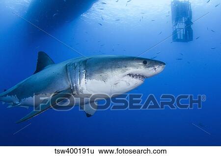 Male great white shark, Guadalupe Island, Mexico. View Large Photo Image Stock Photograph - Male great white shark, Guadalupe Island, Mexico.. Fotosearch
