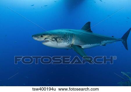 Male great white shark, Guadalupe Island, Mexico. View Large Photo Image Stock Photograph - Male great white shark, Guadalupe Island, Mexico.. Fotosearch