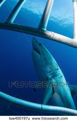 Male great white shark, Guadalupe Island, Mexico. View Large Photo Image Stock Photograph - Male great white shark, Guadalupe Island, Mexico.. Fotosearch