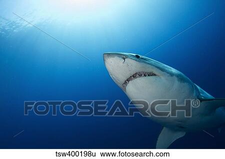 Male great white shark, Guadalupe Island, Mexico. View Large Photo Image Stock Photograph - Male great white shark, Guadalupe Island, Mexico.. Fotosearch