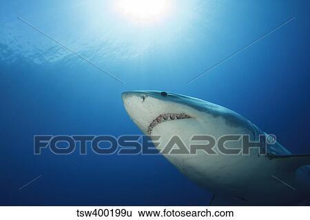 Male great white shark, Guadalupe Island, Mexico. View Large Photo Image Stock Photograph - Male great white shark, Guadalupe Island, Mexico.. Fotosearch