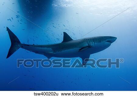 Male great white shark, Guadalupe Island, Mexico. View Large Photo Image Stock Photograph - Male great white shark, Guadalupe Island, Mexico.. Fotosearch