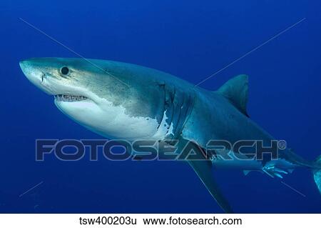 Male great white shark, Guadalupe Island, Mexico. View Large Photo Image Stock Photograph - Male great white shark, Guadalupe Island, Mexico.. Fotosearch